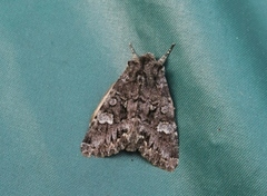 Glaucous Shears (Papestra biren)