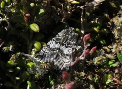 Svartflekkheifly (Anarta melanopa)