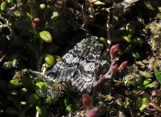 Svartflekkheifly (Anarta melanopa)