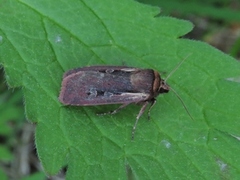 Hvitkantfly (Ochropleura plecta)