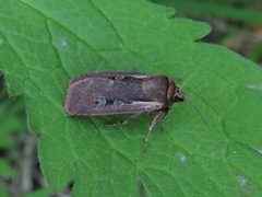 Flame Shoulder (Ochropleura plecta)