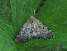 Scalloped Hazel (Odontopera bidentata)