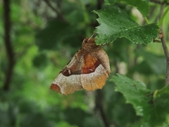 Praktmånemåler (Selenia tetralunaria)