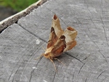 Praktmånemåler (Selenia tetralunaria)