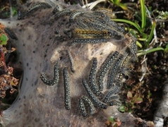Dvergbjørkspinner (Eriogaster arbusculae)