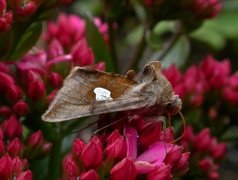 Storflekket metallfly (Autographa bractea)