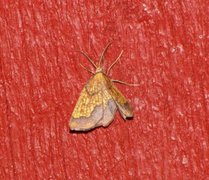 Dark Bordered Beauty (Epione vespertaria)