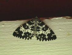 Argent & Sable (Rheumaptera hastata)