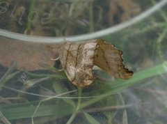 Scalloped Hook-tip (Falcaria lacertinaria)