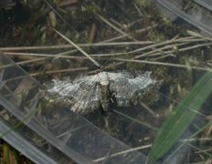 Burotdvergmåler (Eupithecia succenturiata)