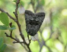 Myrdagfly (Sympistis funebris)