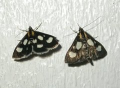 Gullrisengmott (Anania funebris)