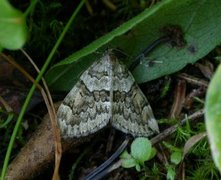 Spruce Carpet (Thera variata)