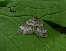 Barred Carpet (Martania taeniata)