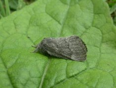 Pale Eggar (Trichiura crataegi)