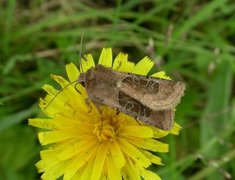 Kobberfly (Chersotis cuprea)