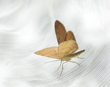 Rannoch Looper (Macaria brunneata)