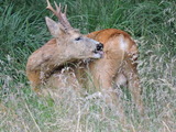 Hjortefamilien (Cervidae)