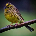 Gulspurv (Emberiza citrinella)