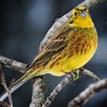 Gulspurv (Emberiza citrinella)