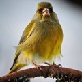 Grønnfink (Carduelis chloris)