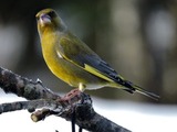 Grønnfink (Carduelis chloris)