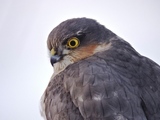 Spurvehauk (Accipiter nisus)