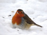 Rødstrupe (Erithacus rubecula)