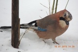 Nøtteskrike (Garrulus glandarius)