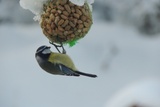 Blåmeis (Cyanistes caeruleus)