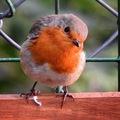 Rødstrupe (Erithacus rubecula)