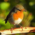 Rødstrupe (Erithacus rubecula)