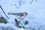 Gråsisik (Carduelis flammea)