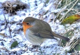 Rødstrupe (Erithacus rubecula)