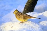 Gulspurv (Emberiza citrinella)