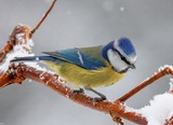 Blåmeis (Cyanistes caeruleus)