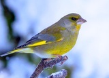 Grønnfink (Carduelis chloris)