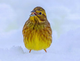 Gulspurv (Emberiza citrinella)