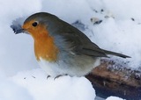 Rødstrupe (Erithacus rubecula)