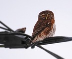 Spurveugle (Glaucidium passerinum)