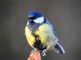 Kjøttmeis (Parus major)