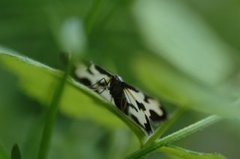 Randmåler (Lomaspilis marginata)