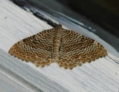 Scallop Shell (Rheumaptera undulata)