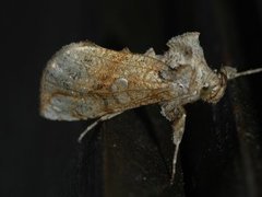 Tyrihjelmfly (Polychrysia moneta)