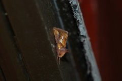 Gold Spot (Plusia festucae)
