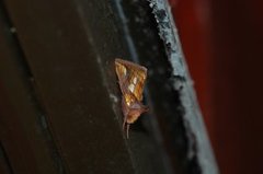 Langstreket metallfly (Plusia festucae)