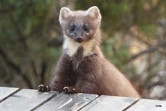 Pine Marten (Martes martes)