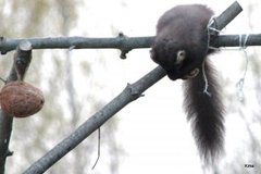 Pine Marten (Martes martes)