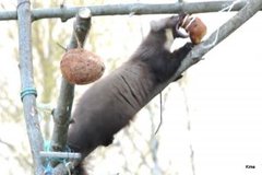 Pine Marten (Martes martes)