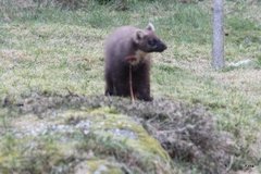 Pine Marten (Martes martes)